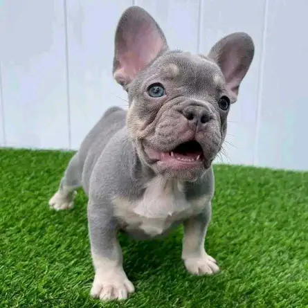 For Adoption