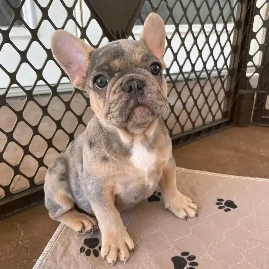 For Adoption