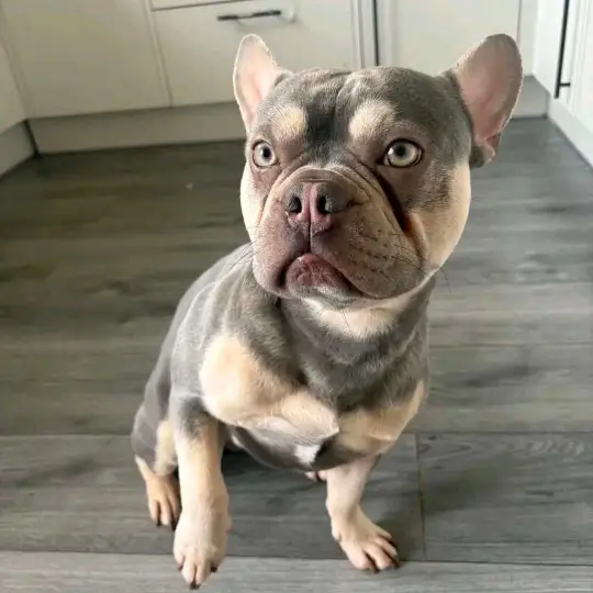 For adoption