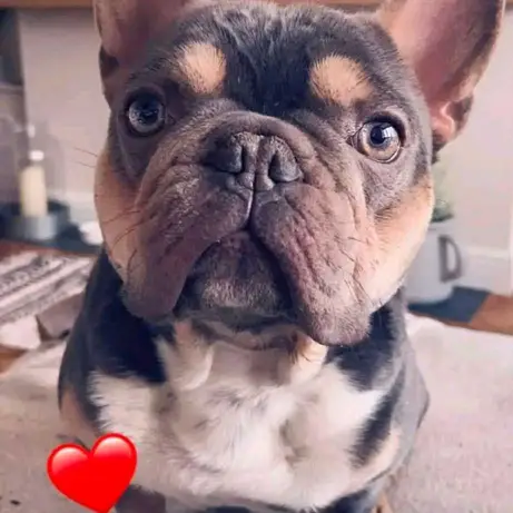 For adoption