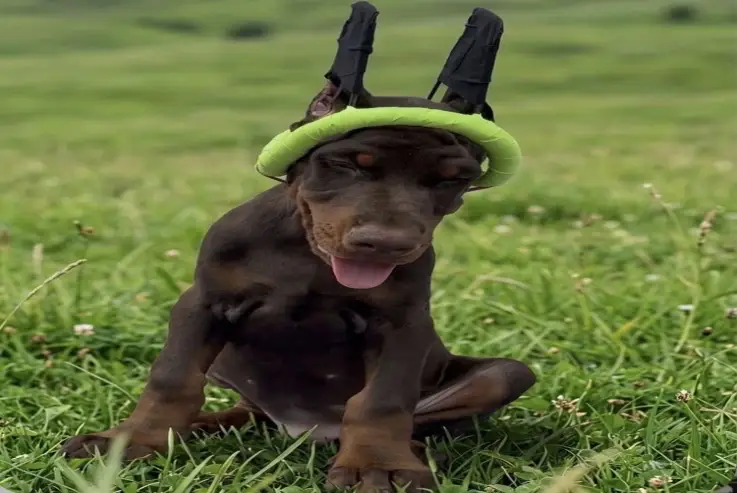 ❤️ Find Your Perfect Puppy Companion