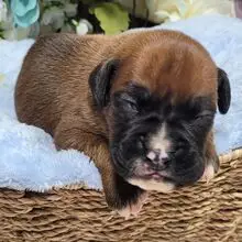 Boxer Puppy