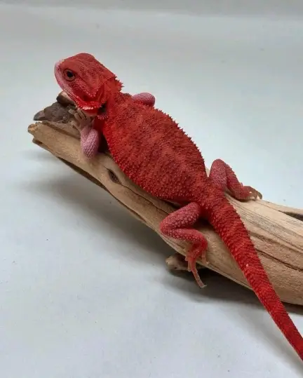 Bearded dragon