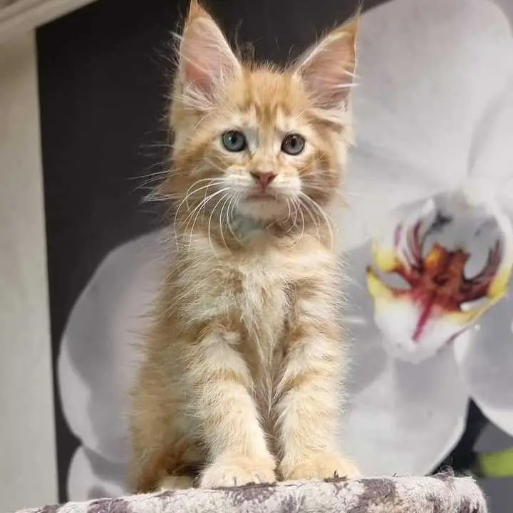 Maine coon kittens