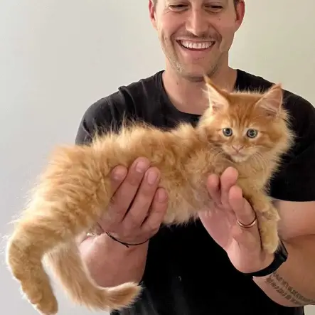 brown Maine coon kittens for sale near me
