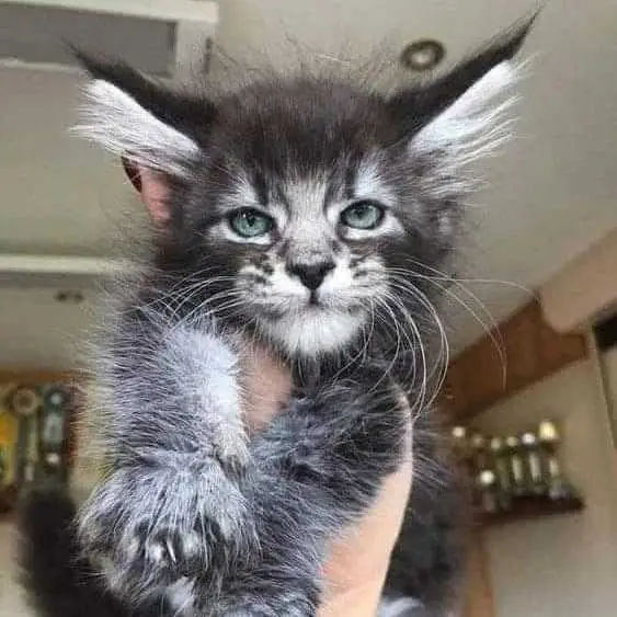 black and grey Maine coon kitten