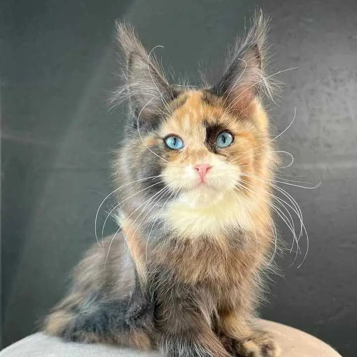 Maine coon kittens for adoption