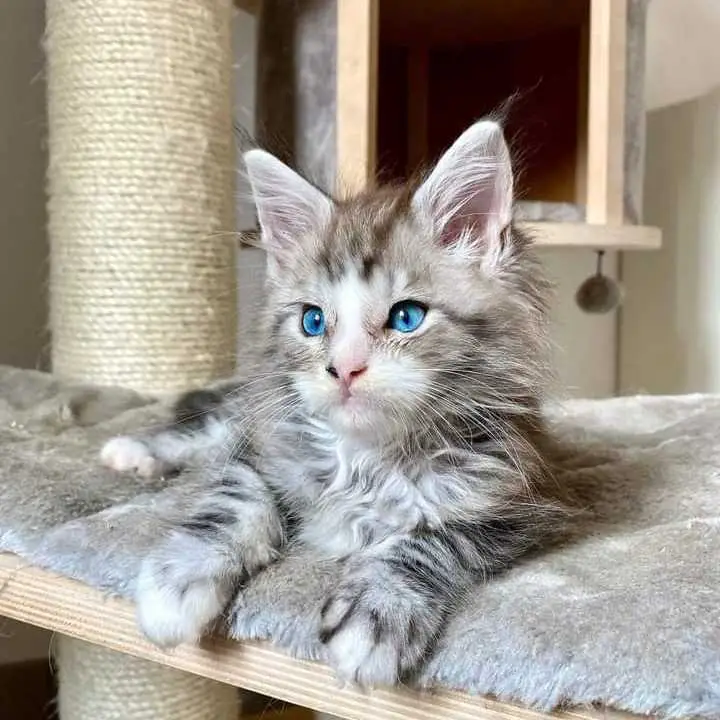 Maine coon kittens for sale in NY