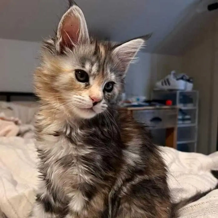 Maine coon kittens for sale Alabama