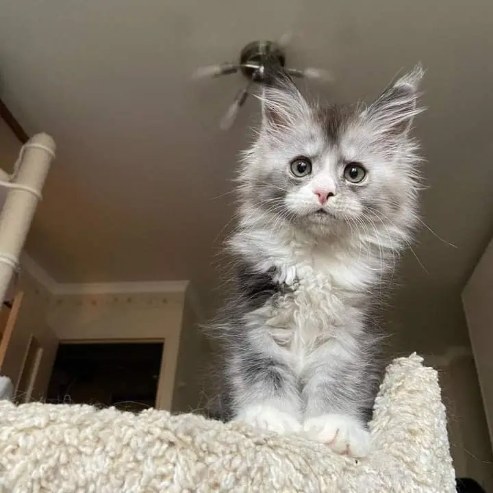 Maine coon kitten for sale