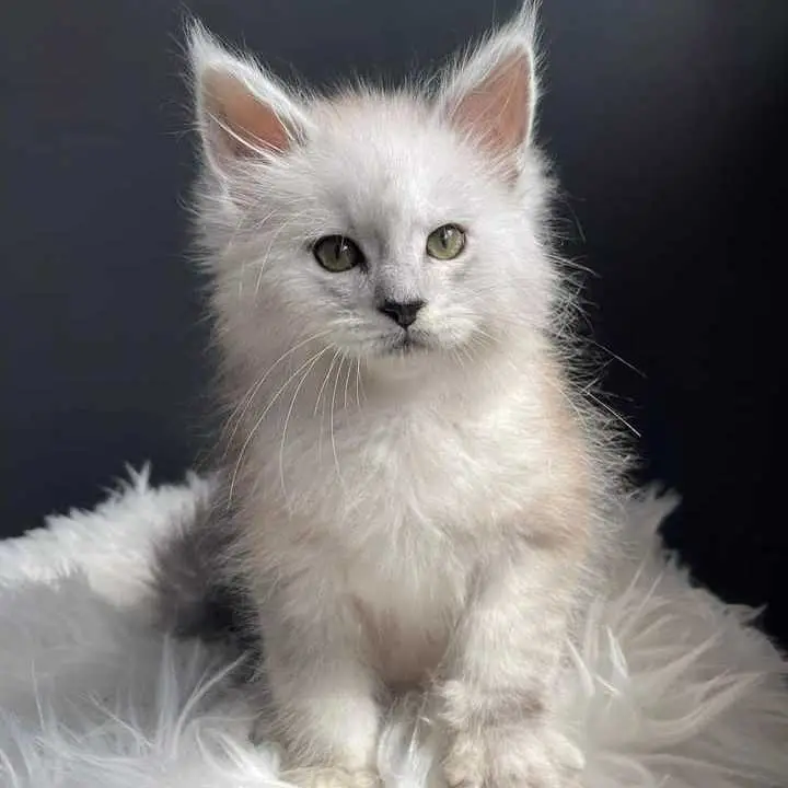 Maine coon. kittens for sale in Arizona
