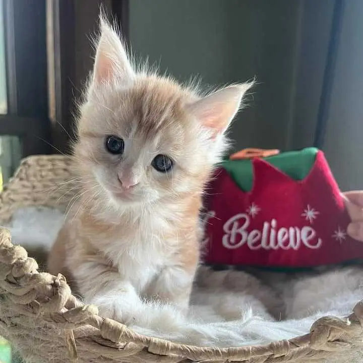 Maine coon kitten for sale TX