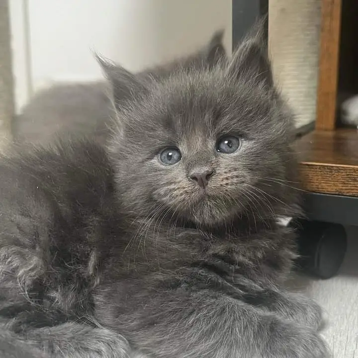 black Maine coon kitten for sale California