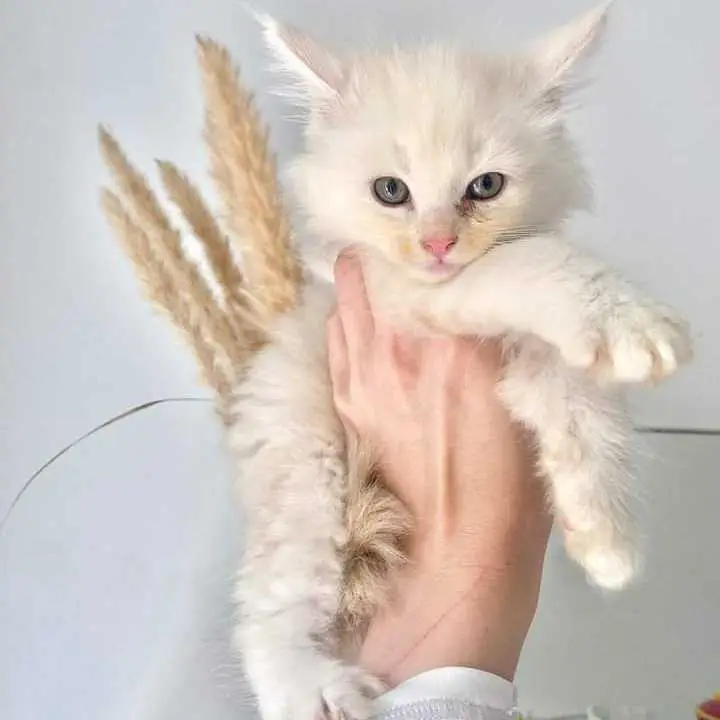white Maine coon kittens for sale Michigan