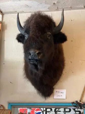 Plains Buffalo or American Bison Head