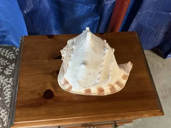Sea shell