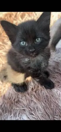 Kittens