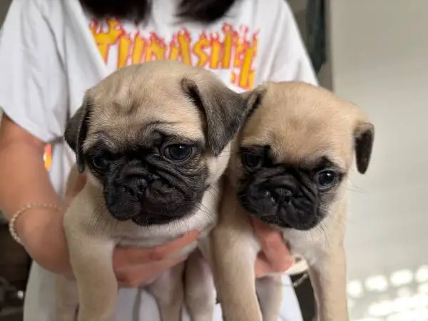Pug puppy for sale