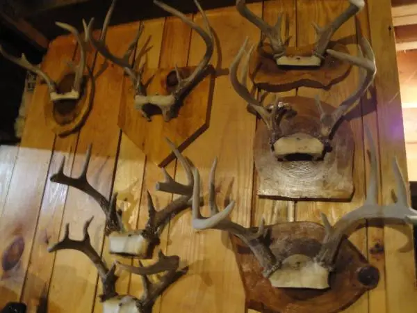DEER ANTLER HORN PLAQUES HOMEMADEWOOD RUSTIC