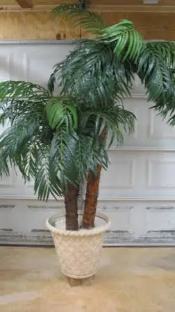 SILK PALM TREE