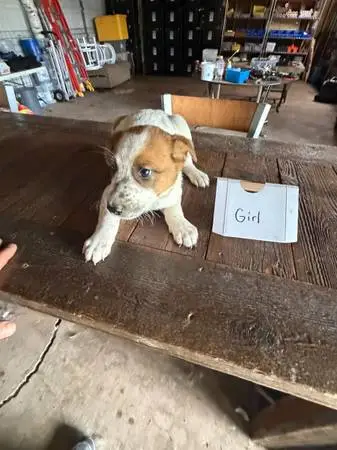 Red Heeler puppies