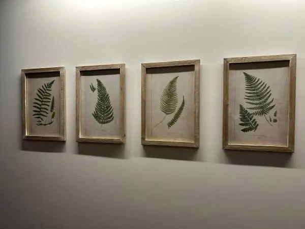 Four Framed Fern Prints $20 for 4 prints