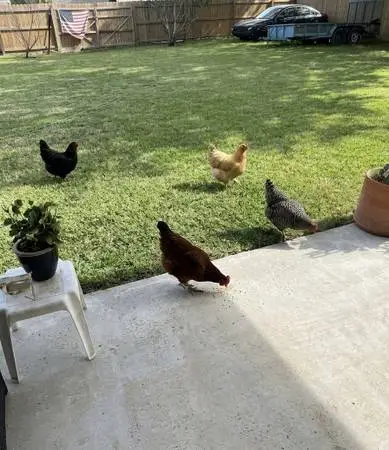 free chickens