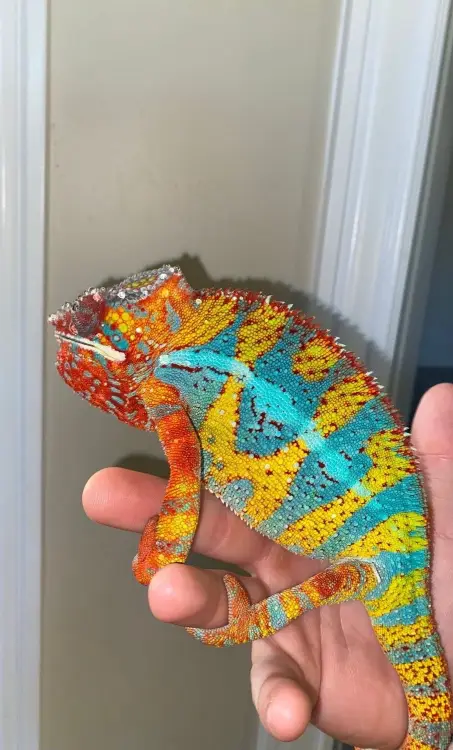 Panther Chameleon