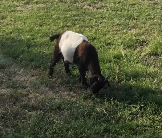 Myotonic Billy Goat