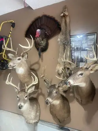 (4) Deer Buck Mounts Taxidermy