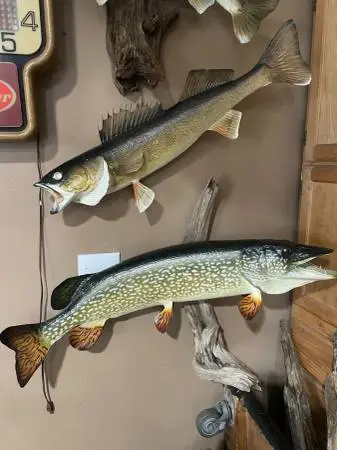 30 Walleye Taxidermy Mount
