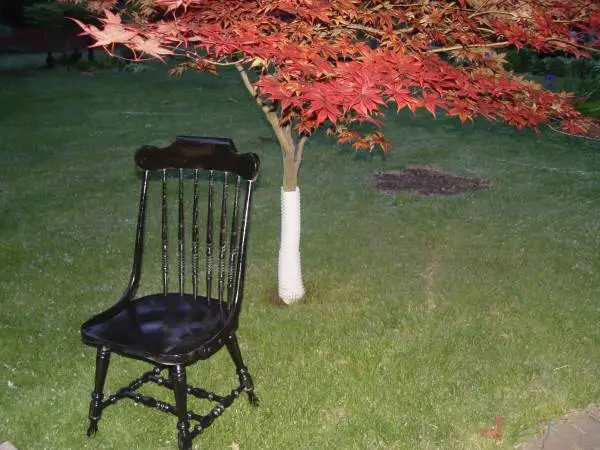 Black Chair