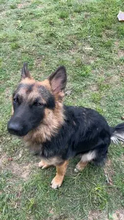 German shepherd rehoming