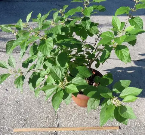 American Beauty Berry Plant