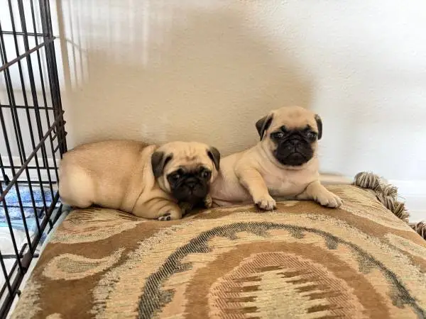 Pug puppy for sale
