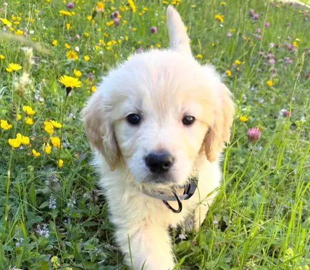 golden retriever puppy for sale