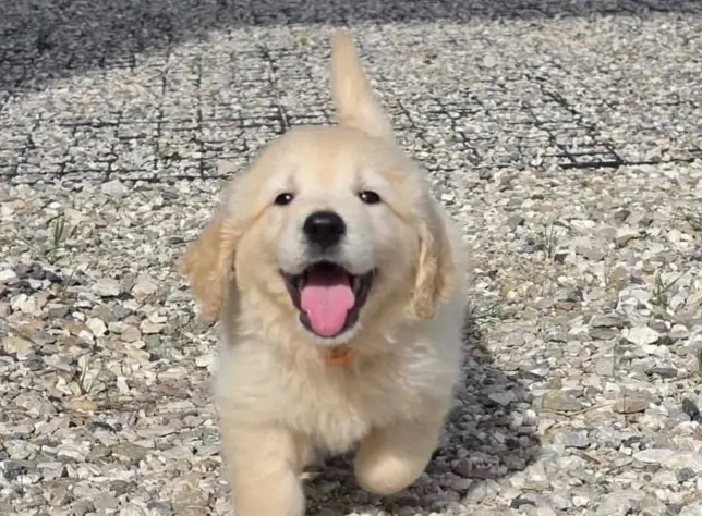 golden retriever puppies for adoption