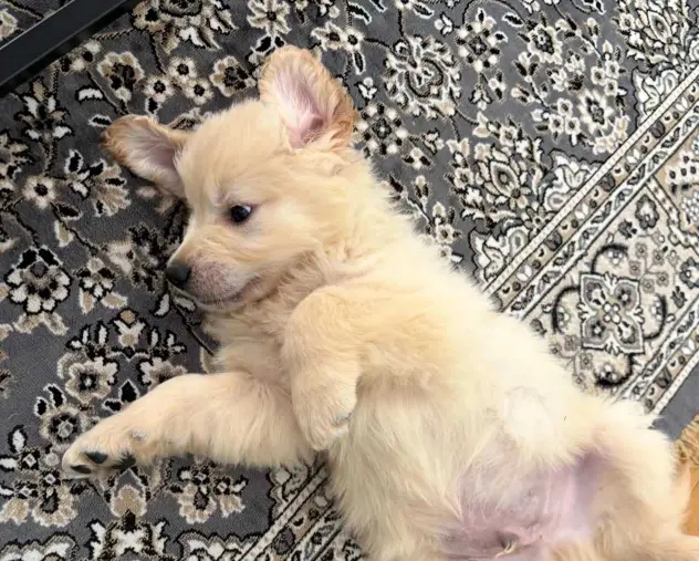male golden retriever puppy