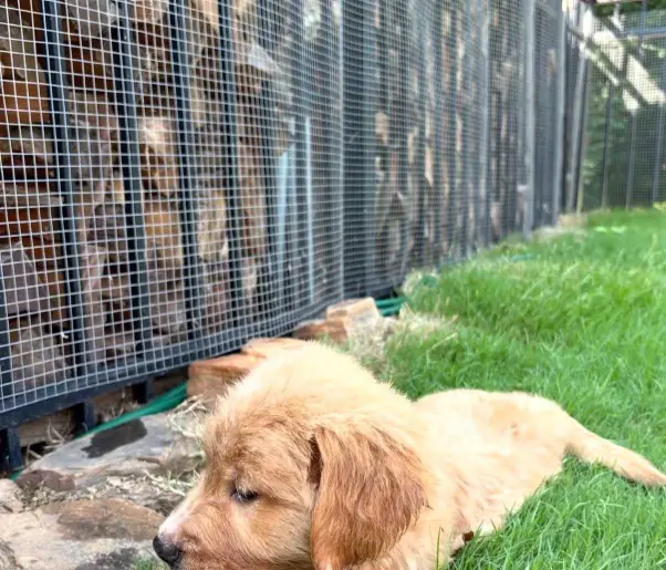 golden retriever puppy for sale in Alabama