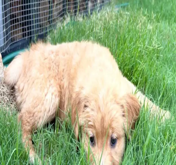 golden retriever puppy Alaska