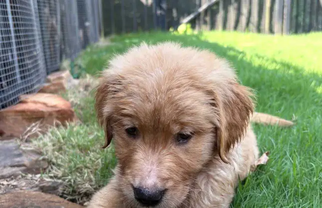 Amazing golden retriever puppy Arizona