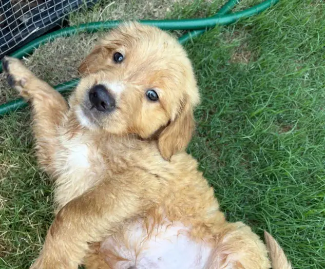 golden retriever puppy available