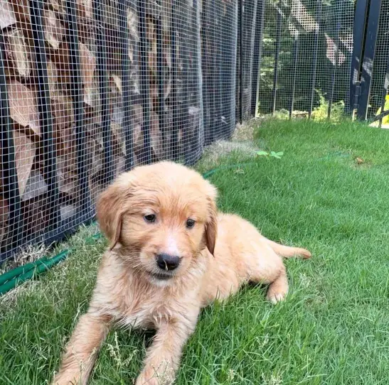 golden retriever puppies