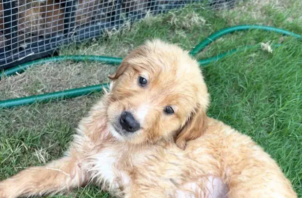 golden retriever puppy USA