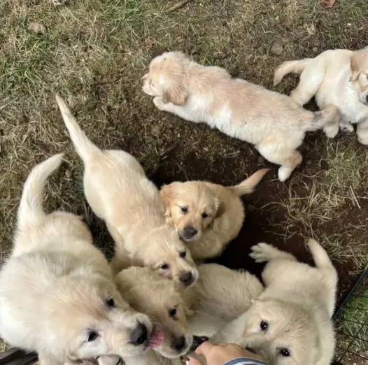 4Male and 4Female golden retriever puppies