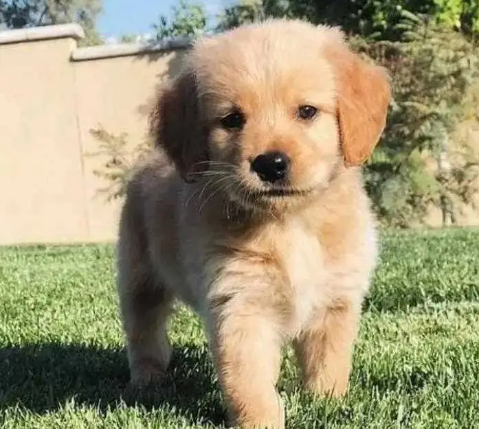 golden retriever puppy