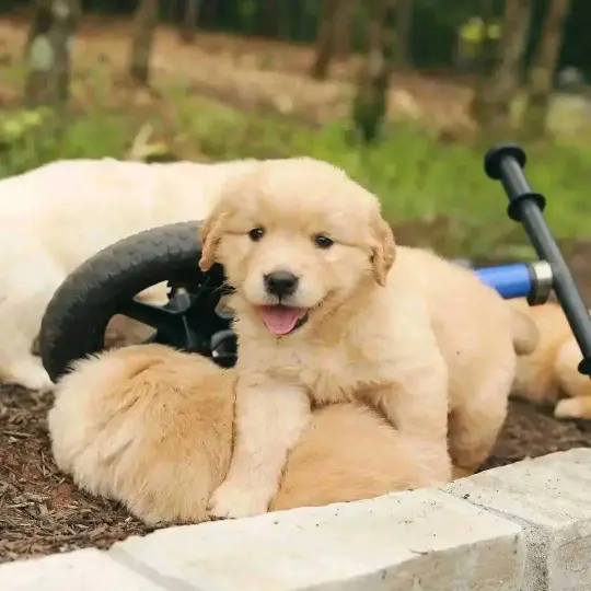 golden retriever puppies Oklahoma