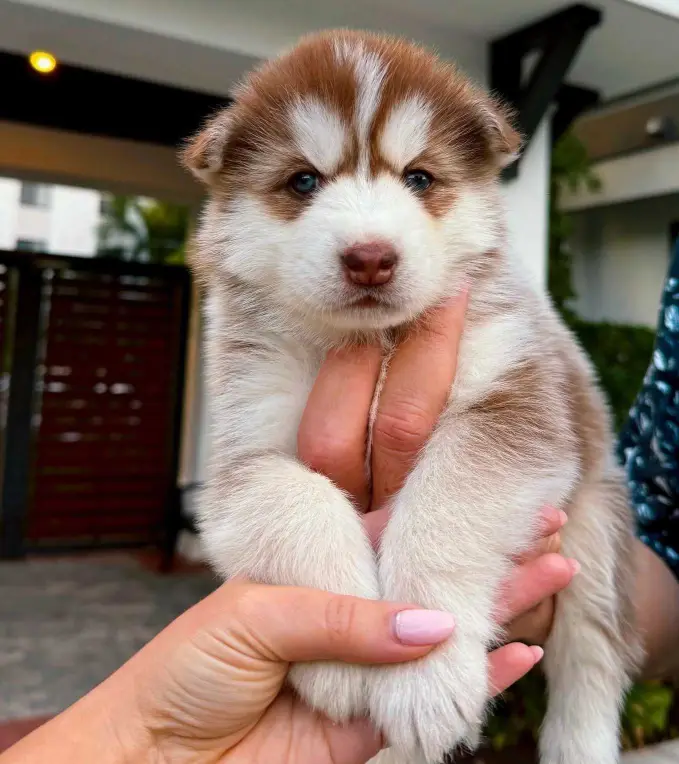 Siberian Husky Puppy