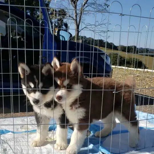 Siberian Husky Puppies