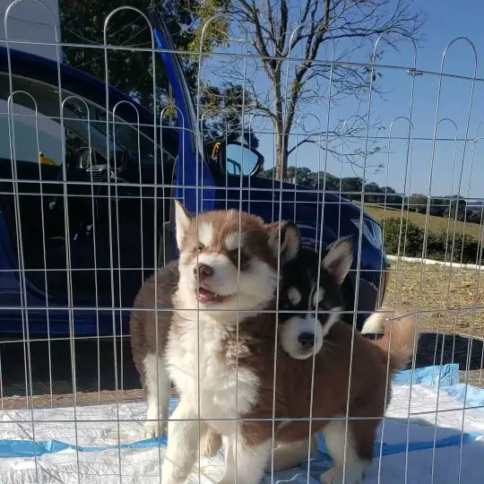Siberian Husky Puppies